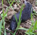 Limax&nbsp;amaliae